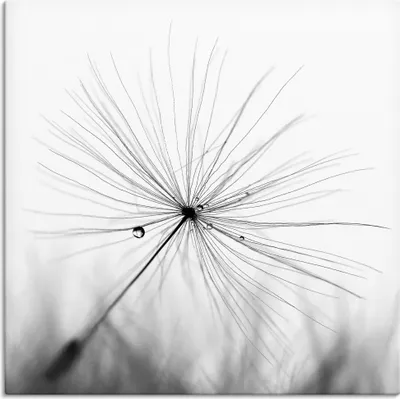 Produktbild von ARTland Leinwandbild Pusteblume Schirmchen Größe: 50x50 cm