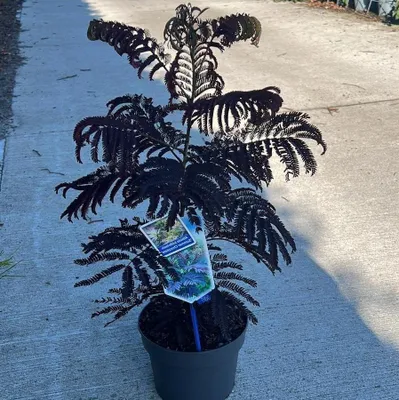 Productafbeelding van Slaapboom Plant - Exotische Boom - Tuin Decoratie - Donkerbruin Blad - 5 x 5 x 5 cm - Roze Bloemen