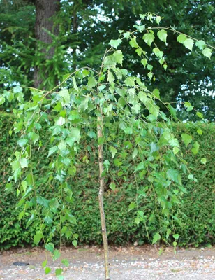 Obrázok produktu pre Plačúca breza Betula pendula youngii Plačúca breza výška kmeňa 125 - 150 cm