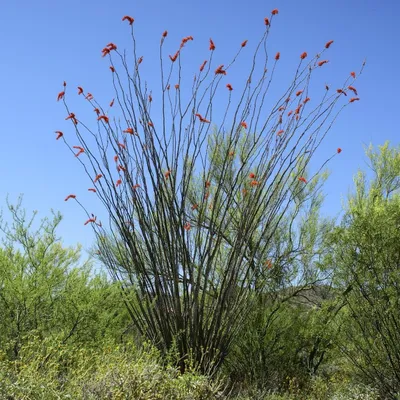 Zdjęcie produktu dla Ocotillo (Fouquieria splendens)  – 10 sztuk