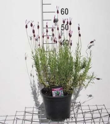 Produktbild von Lavandula stoech. 'Pedunculata' (papillon) - Lavendel - Container 3 liter