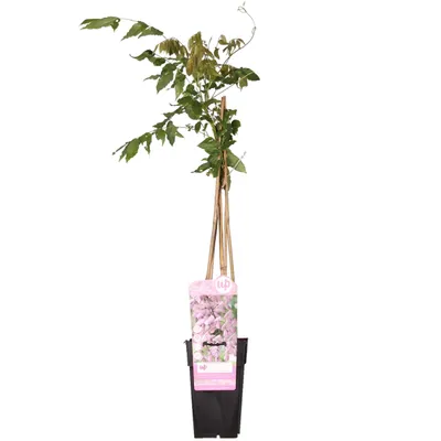 Produktbild von Wisteria Floribunda 'Rosea' - ↨65Cm - Ø15