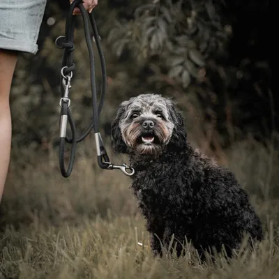 Image de Laisse de chien durable 2 mètres - Laisse d'entraînement réglable avec mousqueton