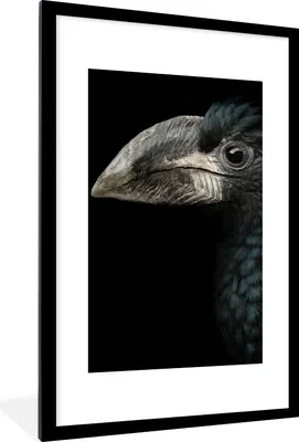 Produktbild von MuchoWow® Gerahmtes Poster Vogel - Porträt - Hornvogel - Schwarz - Tiere 60x90 cm - Poster mit Schwarzem Bilderrahmen Wandposter Rahmen Foto Bilder - Dekoration - Wandposter Wohnzimmer - Hochwertig