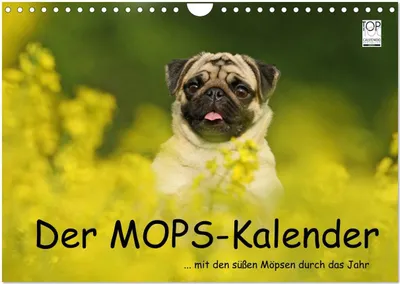 Produktbild von Der MOPS-Kalender (Wandkalender 2026 DIN A4 quer), CALVENDO Monatskalender