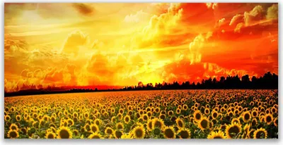 Produktbild von Glasbilder 140x70 Wandbild Druck auf Glas Wiese Sonnenblumen Pflanzen