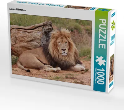 Produktbild von CALVENDO Puzzle Löwen Männchen | 1000 Teile Lege-Größe 64x48cm Foto-Puzzle für glückliche Stunden