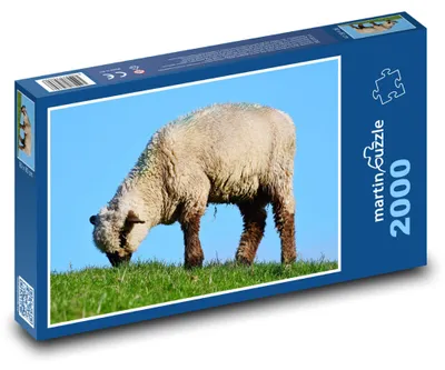 Obrázok produktu pre martinpuzzle - Puzzle 2000 - Ovce