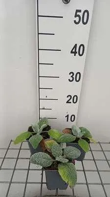 Produktbild von 6 x  Salvia argentea - Sternmoos - Topf 9 x 9 cm