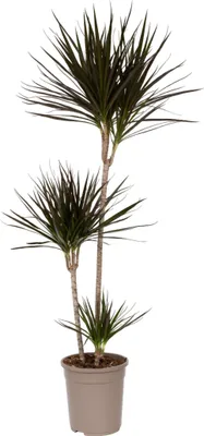 Zdjęcie produktu dla Dracena - Dracaena marginata - Wysokość 110-130cm - ⌀24cm