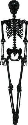 Produktbild von Schwarzes Skelett – Halloweendeko 160 cm