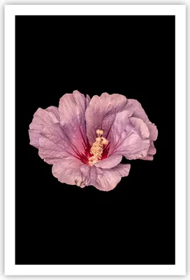 Produktbild von Poster - Poster ohne Rahmen - Hibiskus Blume Rosa - 61x91,5 cm - Wand Bild - Wanddeko - Wandbilder - Kunstposter - Wandposter - Bilder - Kunstdruck - Wanddekoration - Wandbild - P2XPA61x91-4481