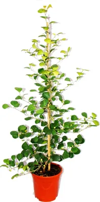 Zdjęcie produktu dla Figa niesplik - Ficus deltoidea - doniczka 17 cm - wysokosc ok. 80 cm