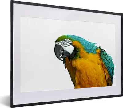 Produktbild von MuchoWow® MuchoWow® Gerahmtes Poster Papagei - Vogel - Federn - Porträt 40x30 cm - Poster mit zchwarzem Bilderrahmen - Bilderrahmen - Poster im Rahmen