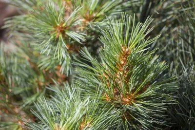 Produktbild von Pinus strobus 'Macopin', Weymouthskiefer, kompakt, 25–30 cm