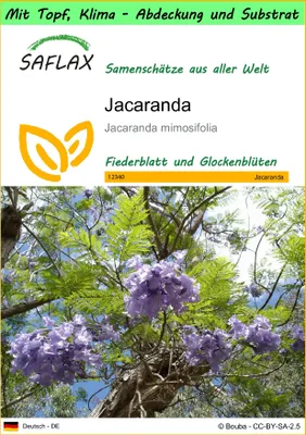 Produktbild von SAFLAX Garden to go - Jacaranda - Jacaranda mimosifolia - 50 Samen - Mit Topf, Klima - Deckel und Anzuchtsubstrat