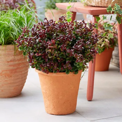Image de Green boutiQ - Plante de jardin - Leucothoe Curly Red - Rouge - 1 plante - À feuillage persistant - Peu d'entretien - Pot de 17 cm, hauteur 40 cm