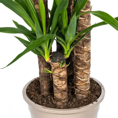 Produktbild von Riesen-Palmlilie Yucca Elephantipes Zimmerpflanze Ø27cm 160cm Pflegeleicht