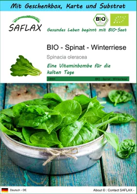 Produktbild von SAFLAX - Geschenk Set - BIO - Spinat - Winterriese - 250 Samen - Mit Geschenk- / Versandbox, Versandaufkleber, Geschenkkarte und Anzuchtsubstrat - Spinacia oleracea