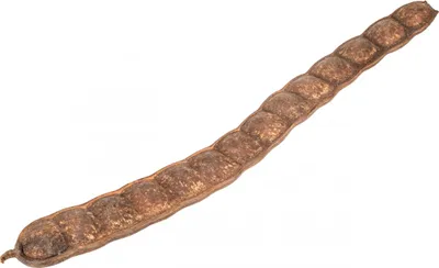 Produktbild von Pangraschote, Länge ab 40cm | Entada phaseoloides
