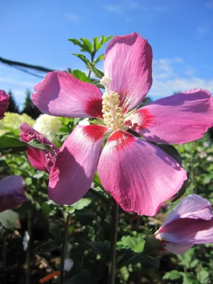 Produktbild von Hibiscus syriacus Pink Giant - Hochstamm - Garteneibisch