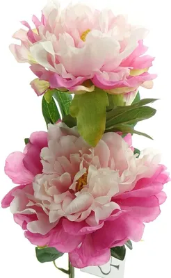 Produktbild von GASPER Pfingstrose - Peonie Rosa & Weiß Ø bis ca. 12,5 cm - Kunstblumen