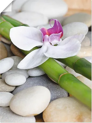 Produktbild von ARTland Poster Zen Orchidee Größe: 45x60 cm