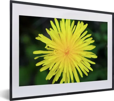 Produktbild von MuchoWow® MuchoWow® Gerahmtes Poster Makro - Sonnenblume - Gelb 40x30 cm - Poster mit zchwarzem Bilderrahmen - Bilderrahmen - Poster im Rahmen