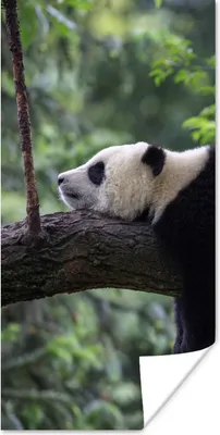 Produktbild von MuchoWow® Poster Panda - Baum - Tiere - Natur 75x150 cm - Dekoration für die Wände