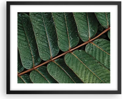 Produktbild von Gerahmtes Poster - Schwarzer Rahmen - Tropfen Wasser Blätter - 50x40 cm - Wand Bild - Wanddeko - Wandbilder - Kunstposter - Wandposter - Bilderrahmen - Bilder - Kunstdruck - Wandbild - P2BAA50x40-4328