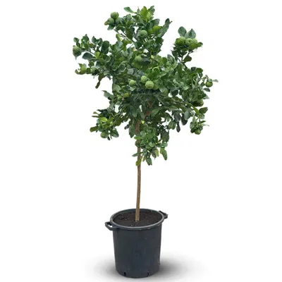 Image de Combava - citrus hystrix - agrume méditerranéen - arbre fruitier - ↕ 170-190 cm - ⌀ 35 cm
