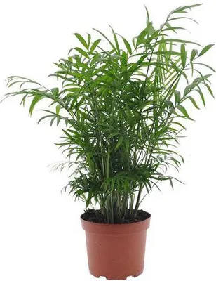 Image de Palmier des montagnes mexicain (Chamaedorea elegans), plante d'intérieur, Ø 17 cm, hauteur 50 cm, facile d'entretien
