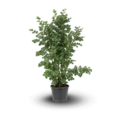 Image de Caroubier - Ceratonia siliqua - ↕ 110-120 cm - ⌀ 24 cm - plante d'extérieur