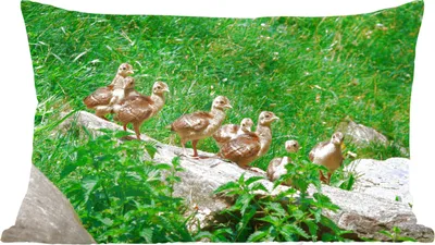 Produktbild von MuchoWow® Zierkissen Sofakissen Wohnzimmer Dekokissen 50x30 cm Pfau - Vögel - Gras - Wohnzimmerdekoration - Polster mit Photo