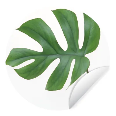 Obrázok produktu pre MuchoWow® Nálepka na tapetu - Botanický list na bielom pozadí - 80cm