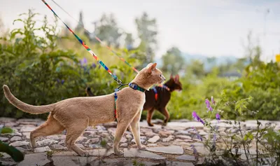 Immagine prodotto di Collare per gatti con guinzaglio, grigio, regolabile, per passeggiate