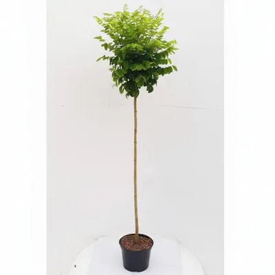 Produktbild von Robinia Umbraculifera, Kugelrobinie Stamm, Kugelbaum Akazie, , Höhe: 180-190 cm / Stammhöhe:. 125 cm