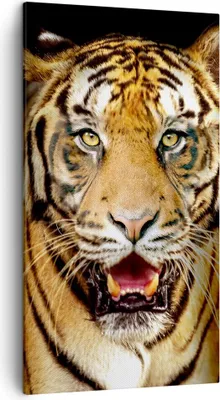 Produktbild von Bild auf Leinwand - Leinwandbild - tiger tier - 45x80cm - Wand Bild - Wanddeko - Wandbilder - Leinwanddruck - Bilder - Kunstdruck - Wanddekoration - Leinwand bilder - Wandkunst - PA45x80-4103
