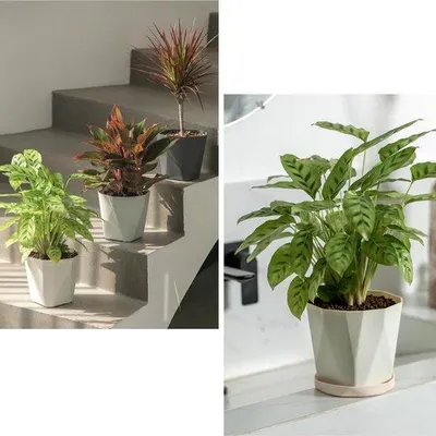 Image de Lot de 3 pots de fleurs décoratifs en plastique, 13 cm