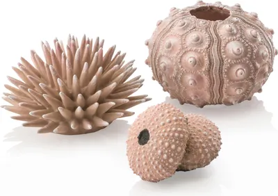 Produktbild von biOrb Seeigel Set natural (48366)