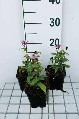 Obrázek produktu pro 6 x Tricyrtis form 'Dark Form' - Ropušník - květináč 9 x 9 cm