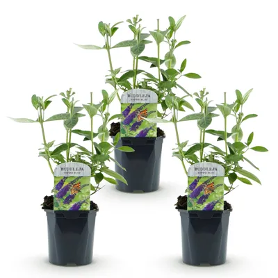 Produktbild von Green boutiQ - Gartenpflanze - Buddleja davidii Empire Blue - Schmetterlingsstrauch - Winterhart - Blau - 3 Pflanzen - Topf 17cm - Höhe 45cm