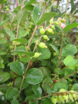 Produktbild von Symphoricarpos doorenbosii Magical Galaxy - Schneebeere - 40-60 cm