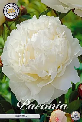 Artikelbild 2 von 'Pfingstrose Gardenia (1 Stück)' aus der Kategorie Pfingstrosenrhizome