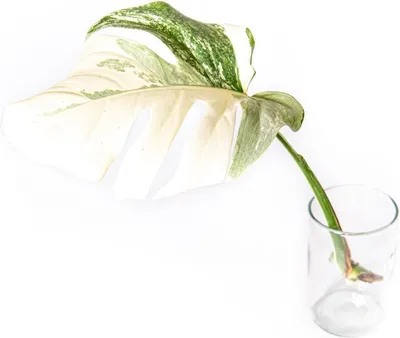 Obrázok produktu pre Gardners Monstera deliciosa variegata - odrezky na zakorenenie