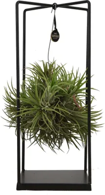Produktbild von Zynesflora Tillandsien Luftpflanze Groß im Metall Halter - Höhe: 35-40 cm - Echte Tillandsia Air Pflanze Rack Fensterbank Wohnzimmer Schlafzimmer Deko Hängend