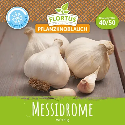 Artikelbild 2 von 'Winterpflanzknoblauch Messidrome' aus der Kategorie Winterpflanzknoblauch