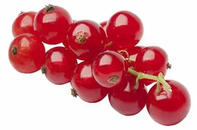 Immagine prodotto di Rote Johannisbeere Ribes r. 'Jonkheer van Tets' 60-70 cm