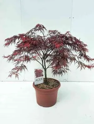 Immagine prodotto di Acer palmato 'Garnet' ('dissect. garnet') - Acero a ventaglio 60- 80 cm contenitore