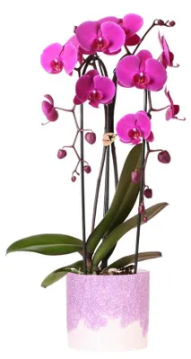 Zdjęcie produktu dla Kolibri Orchids | Fioletowa orchidea Freeride Niagara Falls + fioletowa doniczka Bloom – rozmiar doniczki Ø12 cm | Kwitnąca roślina doniczkowa – świeżo od hodowcy